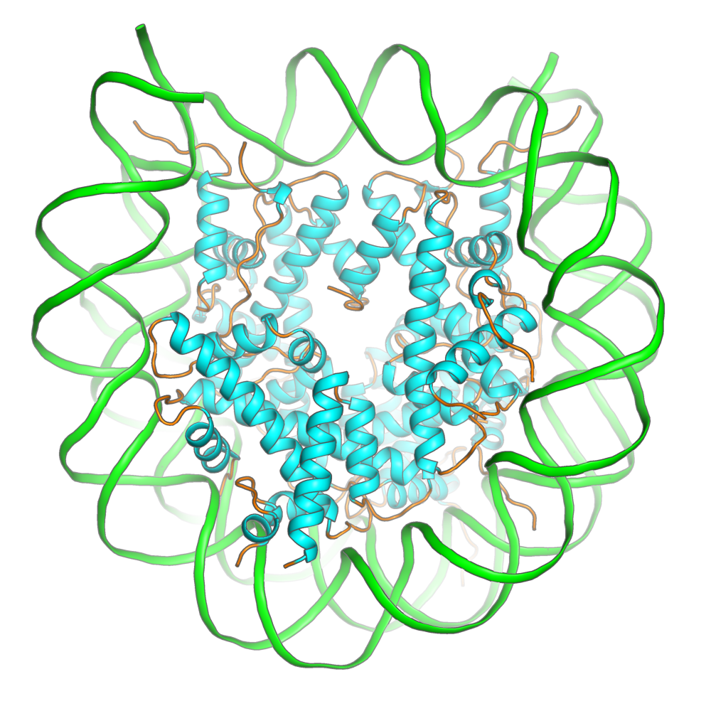 PDBID: 3AFA  nucleosome core particle