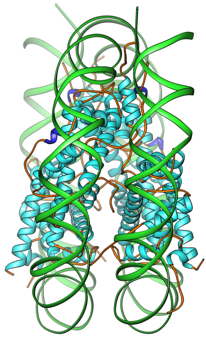 nucleosome edge view