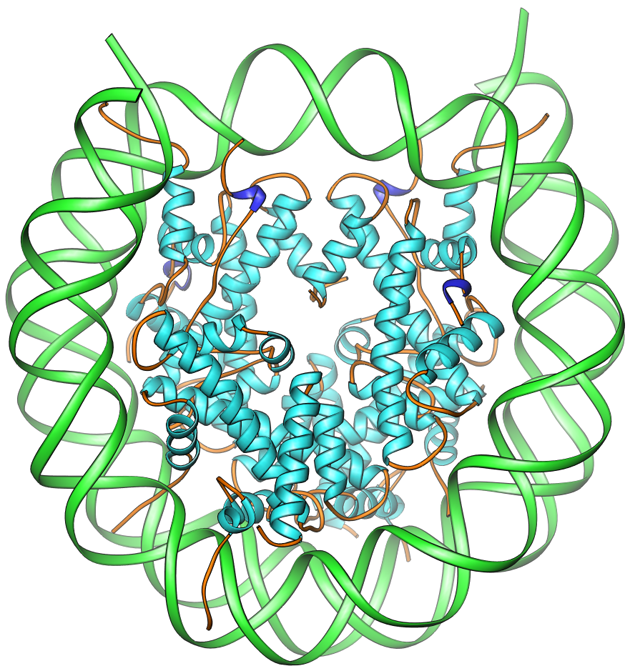 nucleosome side view